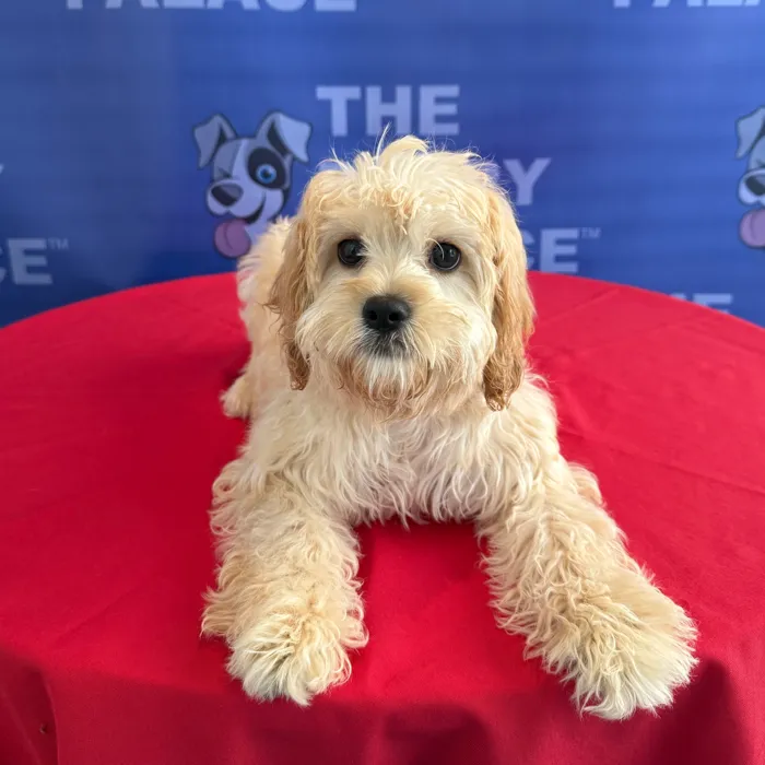 Female Cavachon puppy named Birdie for sale at The Puppy Palace CT.