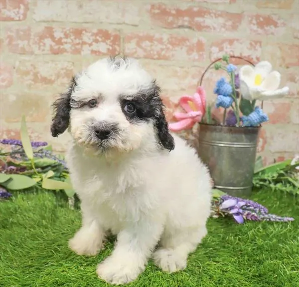Male Mini Poodle puppy named Pongo for sale at The Puppy Palace CT.