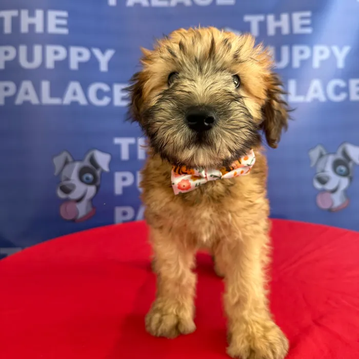 Male Soft Coated Wheaten Terrier puppy named Mickey for sale at The Puppy Palace CT.