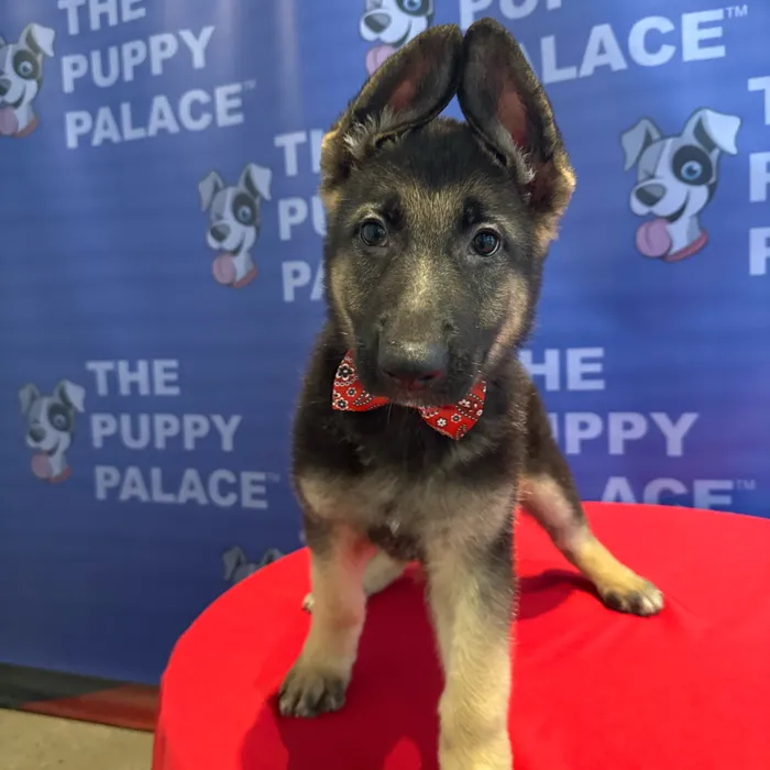 Male German Shepherd puppy named Ralph for sale at The Puppy Palace CT.