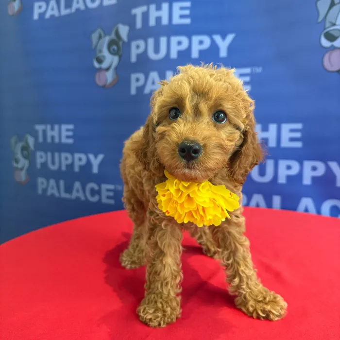 Female Cavapoo puppy named Ginger for sale at The Puppy Palace CT.