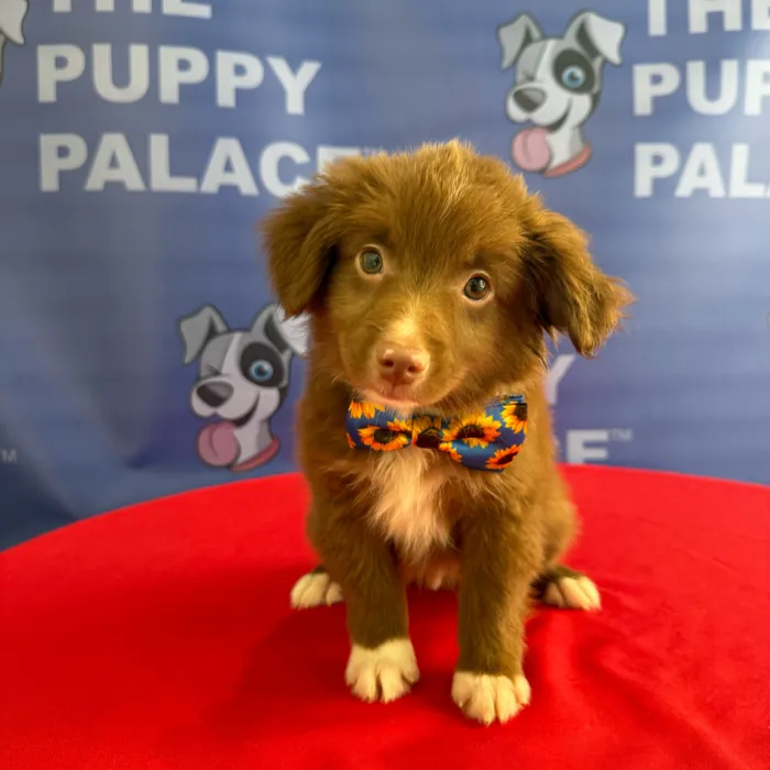 Male Mini Australian Shepherd puppy named Phineas for sale at The Puppy Palace CT.