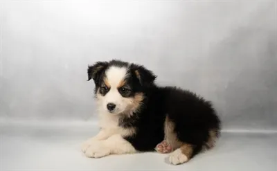 Male Miniature American Shepherd puppy named Hoover for sale at The Puppy Palace CT.