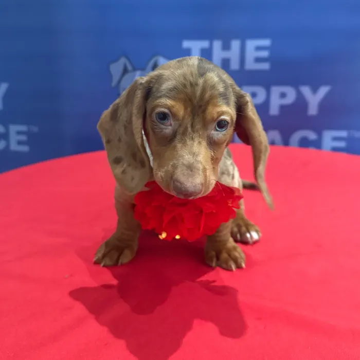 Female Dachshund puppy named Lady for sale at The Puppy Palace CT.