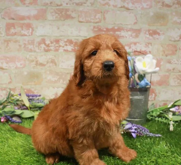 Male Mini Goldendoodle 2Nd Gen puppy named Gunther for sale at The Puppy Palace CT.