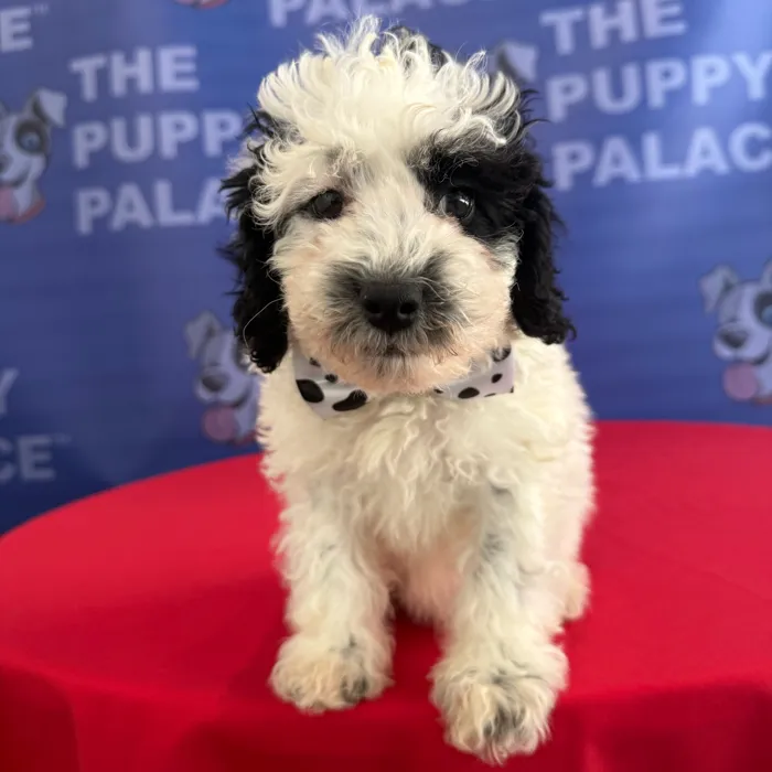 Male Mini Poodle puppy named Pongo for sale at The Puppy Palace CT.