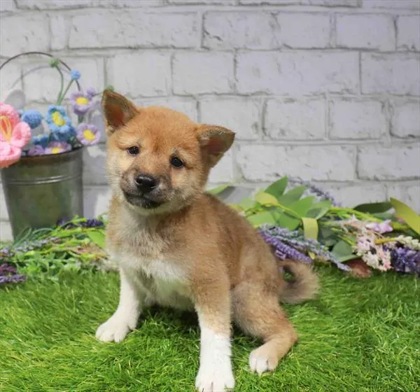 Female Shiba Inu puppy named Jamie for sale at The Puppy Palace CT.