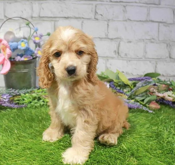 Male Cocker Spaniel puppy named Boston for sale at The Puppy Palace CT.