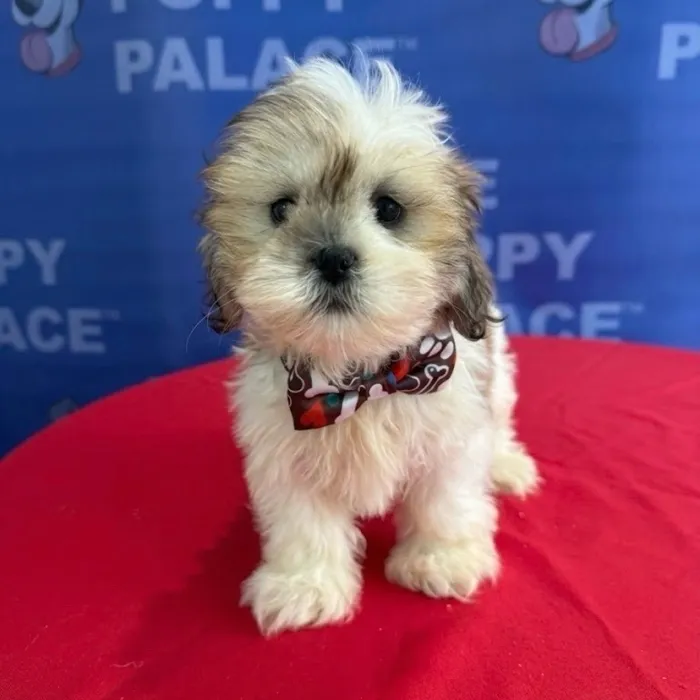 Male Lhasa Apso puppy named Smokey for sale at The Puppy Palace CT.