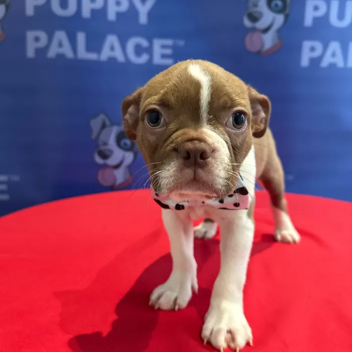 Male Boston Terrier puppy named Benny for sale at The Puppy Palace CT.