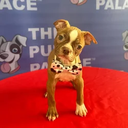 Male Boston Terrier puppy named Elvis for sale at The Puppy Palace CT.