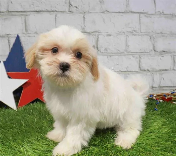 Female Teddy Bear puppy named Fiona for sale at The Puppy Palace CT.