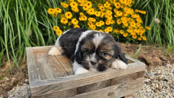 Male Shih Tzu puppy named Dusty for sale at The Puppy Palace CT.