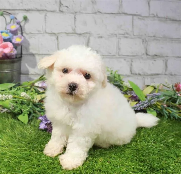 Female Bichon puppy named Becky for sale at The Puppy Palace CT.