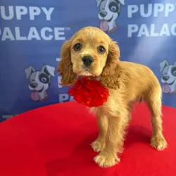Female Cockalier puppy named Stella for sale at The Puppy Palace CT.