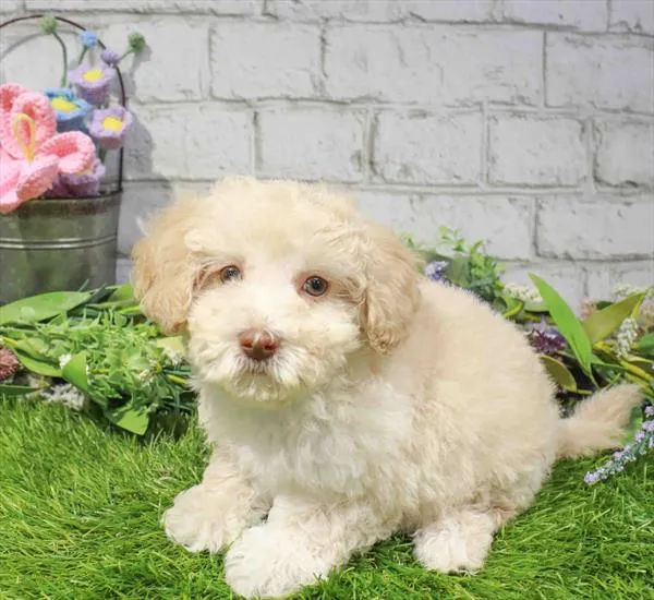 Male Maltipoo puppy for sale at The Puppy Palace CT.