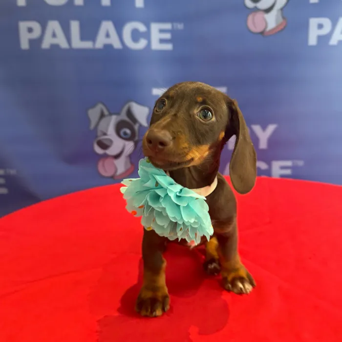 Female Dachshund puppy named Tootsie for sale at The Puppy Palace CT.