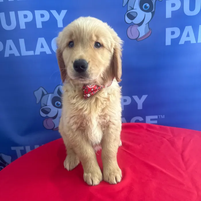 Male Golden Retriever puppy named Boone for sale at The Puppy Palace CT.