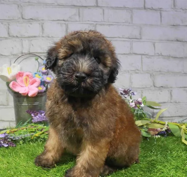 Male Soft Coated Wheaten Terrier puppy named Bo for sale at The Puppy Palace CT.