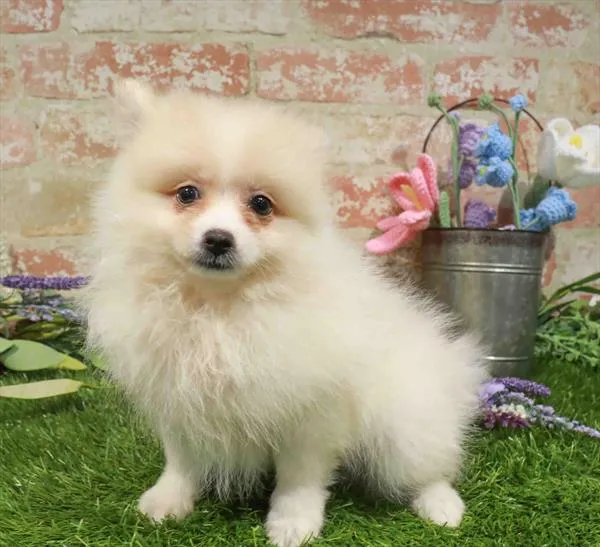 Female Pomeranian puppy named Phoebe for sale at The Puppy Palace CT.
