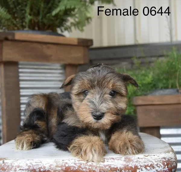 Female Mini Schnauzer puppy named Kea for sale at The Puppy Palace CT.