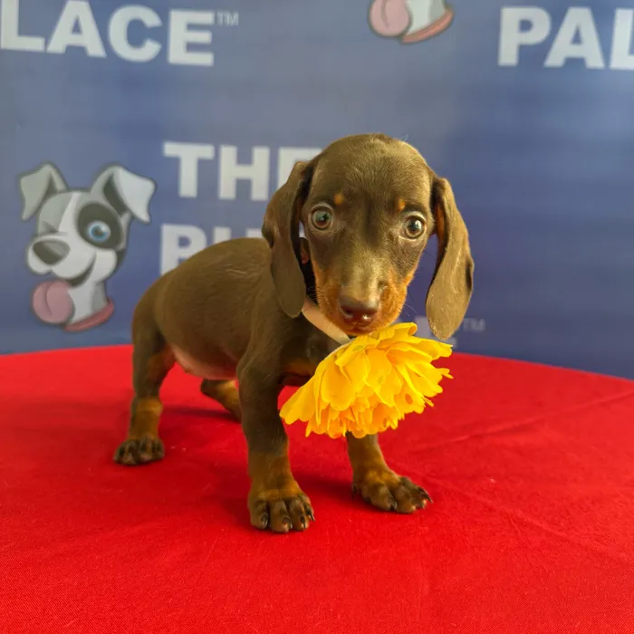 Female Dachshund puppy named Puddles for sale at The Puppy Palace CT.