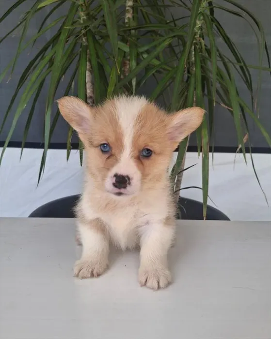 Male Pembroke Welsh Corgi puppy named Hays for sale at The Puppy Palace CT.