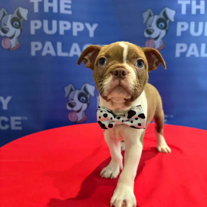 Male Boston Terrier puppy named Benny for sale at The Puppy Palace CT.