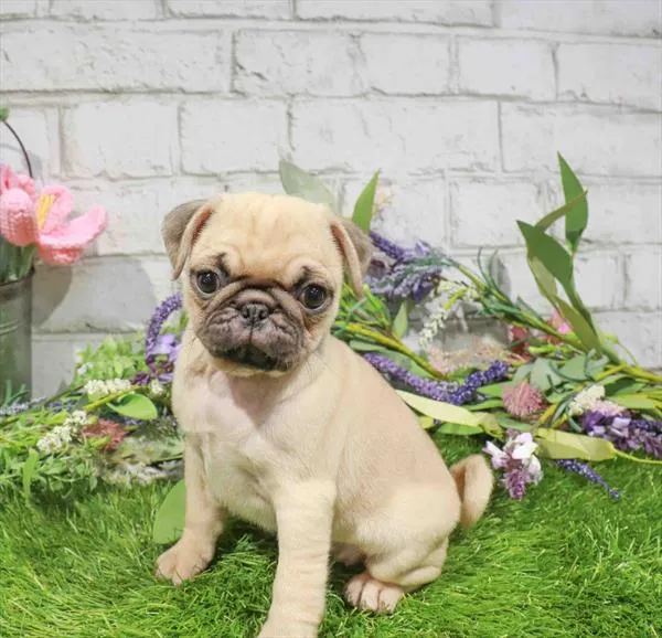 Female Pug puppy named Ginger for sale at The Puppy Palace CT.
