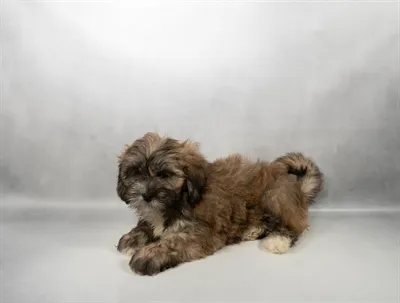 Female Lhasa Apso puppy named Carmella for sale at The Puppy Palace CT.