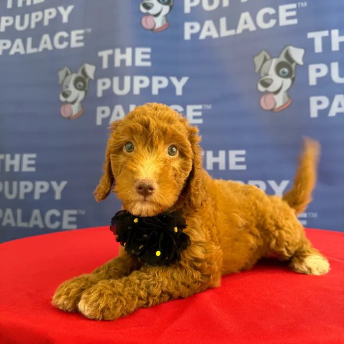 Female Mini Goldendoodle 2Nd Gen puppy named Layla for sale at The Puppy Palace CT.