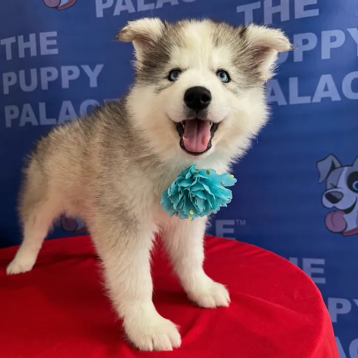 Female Siberian Husky puppy named Crystal for sale at The Puppy Palace CT.