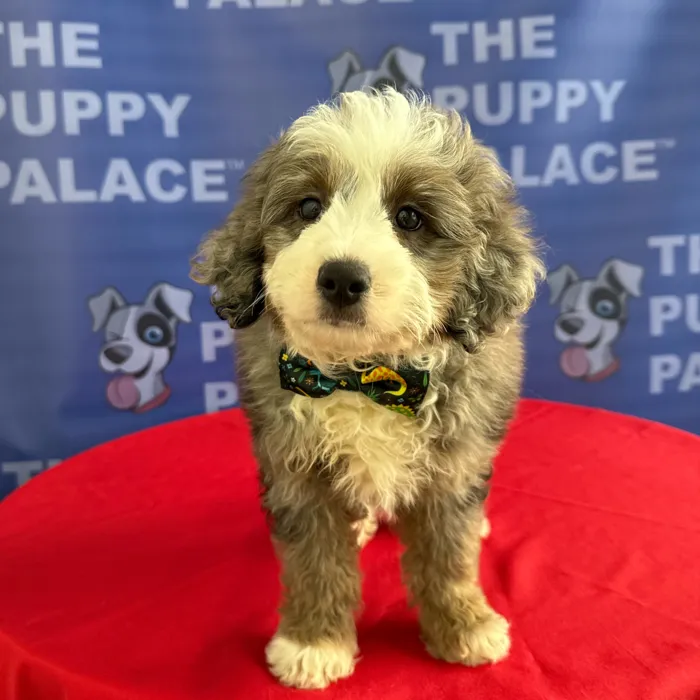 Male Mini Aussie Poo puppy named Brody for sale at The Puppy Palace CT.