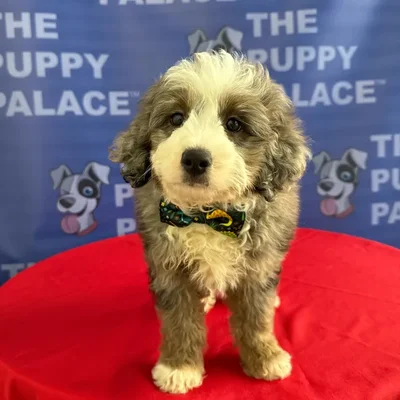 Male Aussiedoodle puppy named Brody for sale at The Puppy Palace CT.