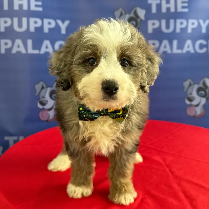 Male Mini Aussie Poo puppy named Brody for sale at The Puppy Palace CT.