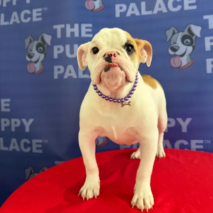 Female Bulldog puppy named Nala for sale at The Puppy Palace CT.
