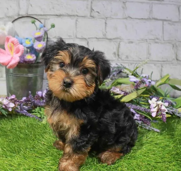 Male Yorkie puppy named Bambie for sale at The Puppy Palace CT.