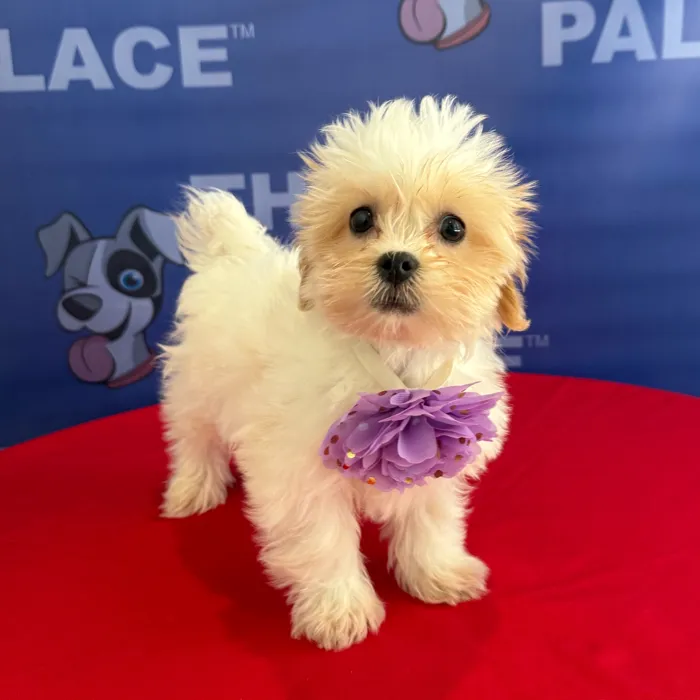 Female Teddy Bear puppy named Fiona for sale at The Puppy Palace CT.