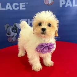 Female Teddy Bear puppy named Fiona for sale at The Puppy Palace CT.