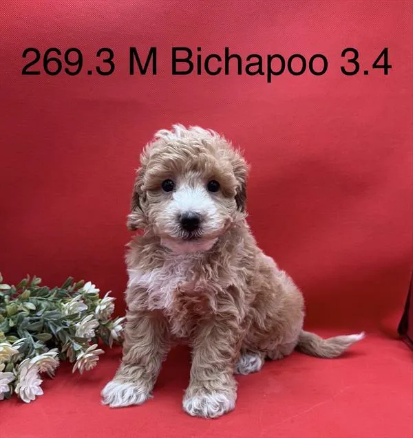Male Bichon-Poodle puppy named Ren for sale at The Puppy Palace CT.