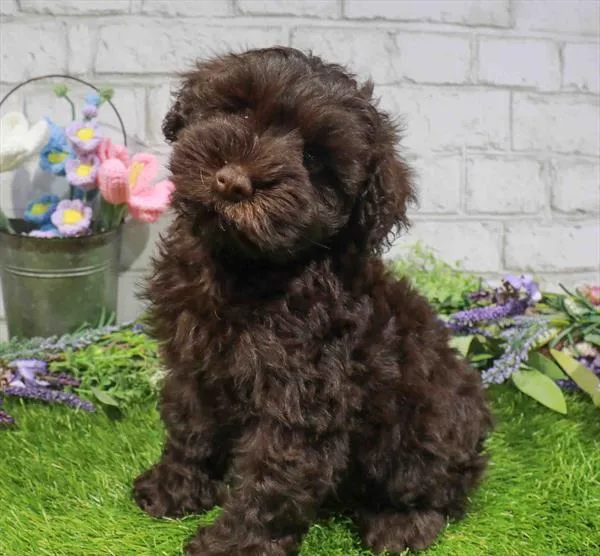 Male Mini Schnauzer puppy named Rolo for sale at The Puppy Palace CT.