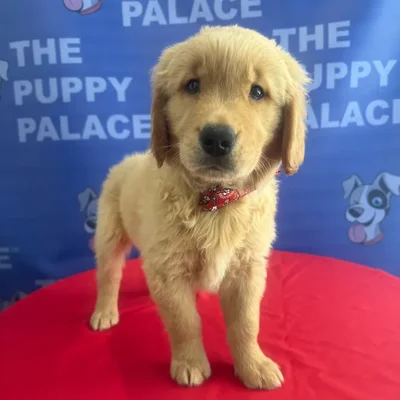 Male Golden Retriever puppy named Boone for sale at The Puppy Palace CT.