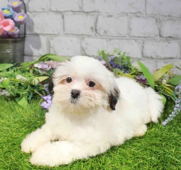Female Lhasa-Poo puppy for sale at The Puppy Palace CT.
