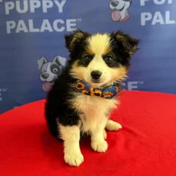 Male Miniature American Shepherd puppy named Hoover for sale at The Puppy Palace CT.