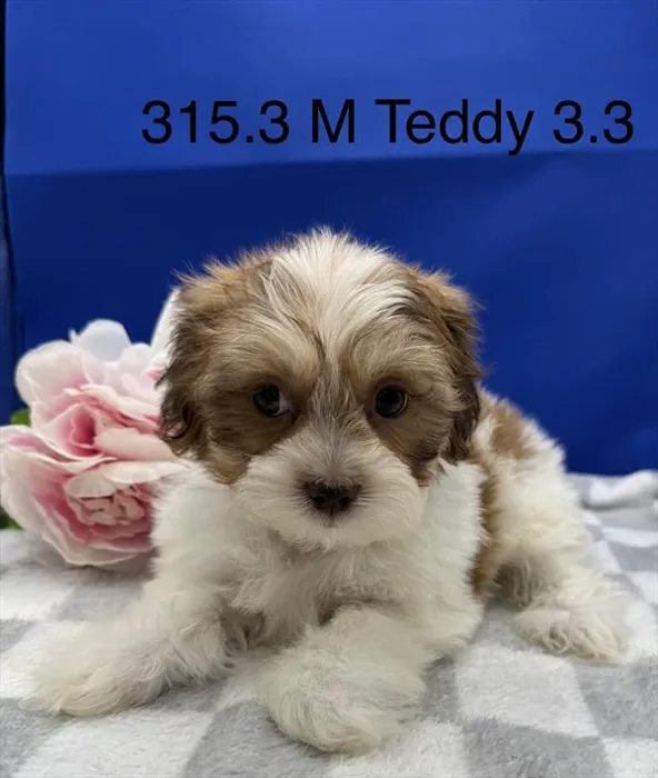 Male Teddy Bear puppy named Yogi for sale at The Puppy Palace CT.