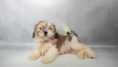 Male Lhasa Apso puppy named Smokey for sale at The Puppy Palace CT.