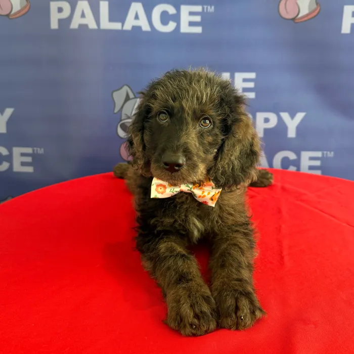 Male Mini Goldendoodle 2Nd Gen puppy named Digger for sale at The Puppy Palace CT.