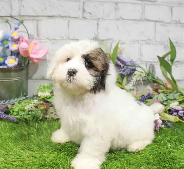 Male Lhasa-Poo puppy named Wink for sale at The Puppy Palace CT.