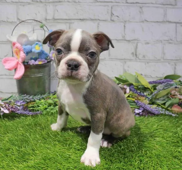 Male Boston Terrier puppy named Chase for sale at The Puppy Palace CT.