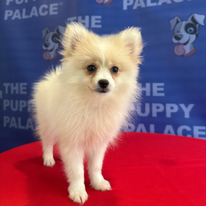 Female Pomeranian puppy named Phoebe for sale at The Puppy Palace CT.